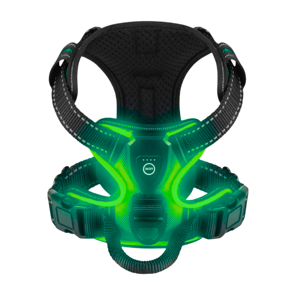 Blink LED Light Dog Harness -Turquoise - Ozerty