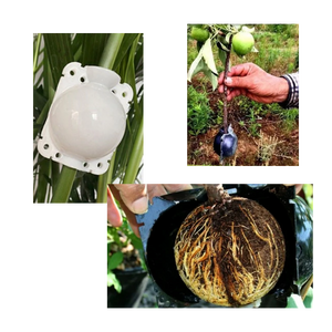 Pack of 3 Air Layering Plant Boxes